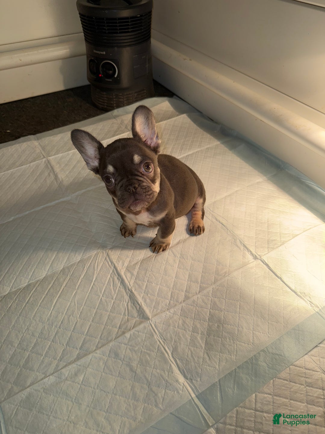 French Bulldog dogs for sale: French Bulldog Puppy 2 - Ad 1