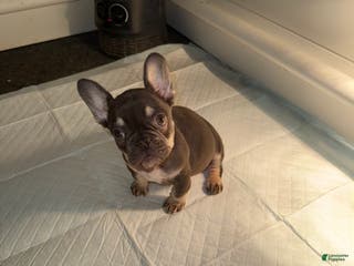 French Bulldog dogs French Bulldog Puppy 2 - Ad 1