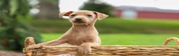 Miniature Pinscher dogs for sale: ARCHIE - Ad 4