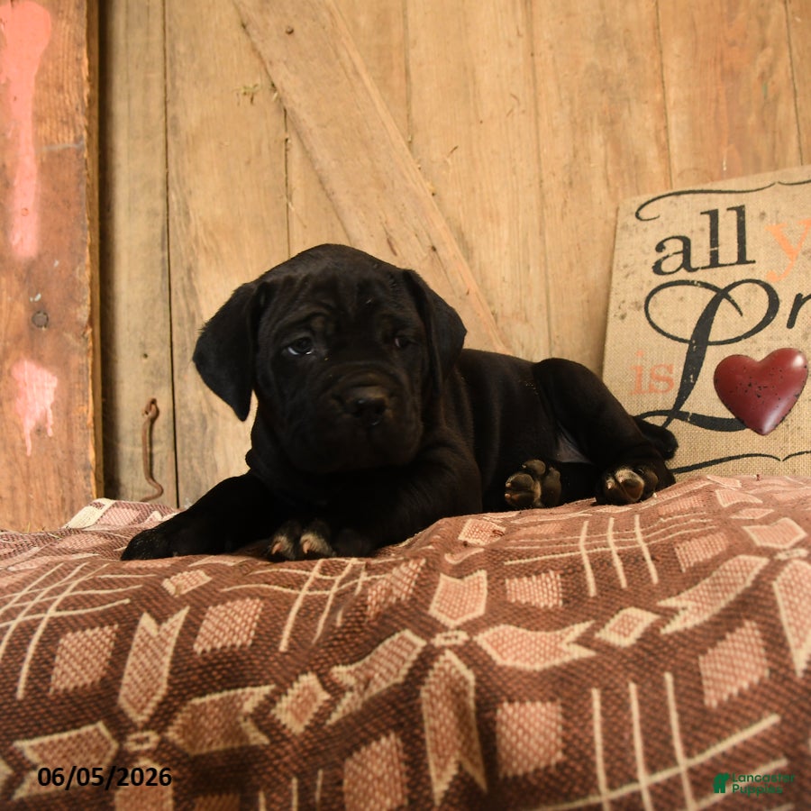 Cane Corso dogs Rollie - Ad 2