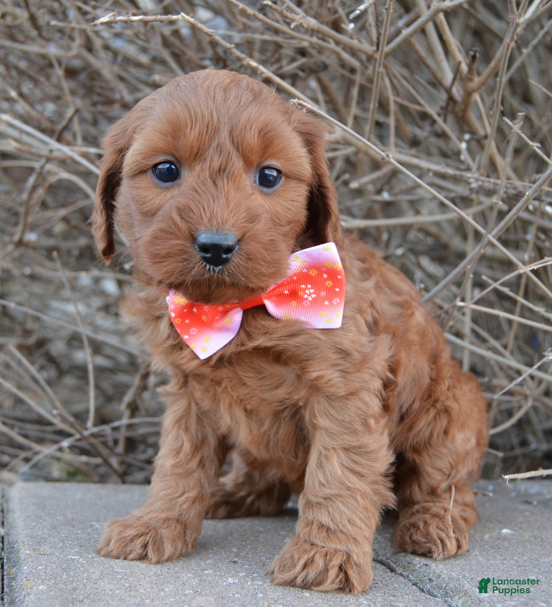 Cockapoo dogs for sale: Coco - Ad 1