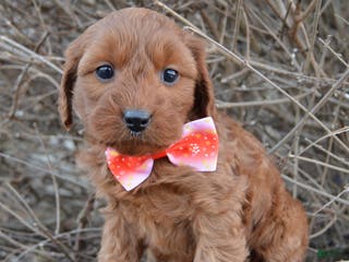 Cockapoo dogs Coco - Ad 33