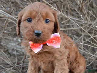 Cockapoo dogs Coco - Ad 28