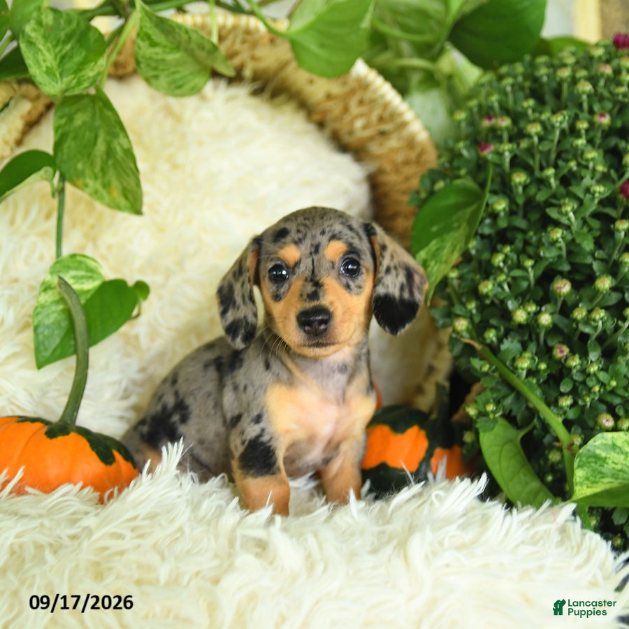 Miniature Dachshund dogs for sale: Smokey - Ad 3