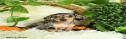 Miniature Dachshund dogs for sale: Smokey - Ad 1