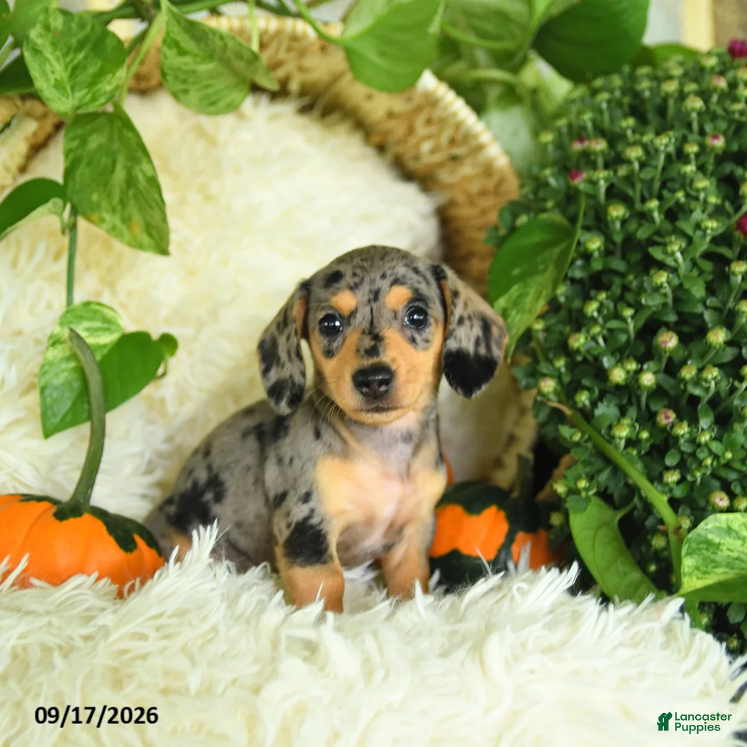 Miniature Dachshund dogs for sale: Smokey - Ad 1