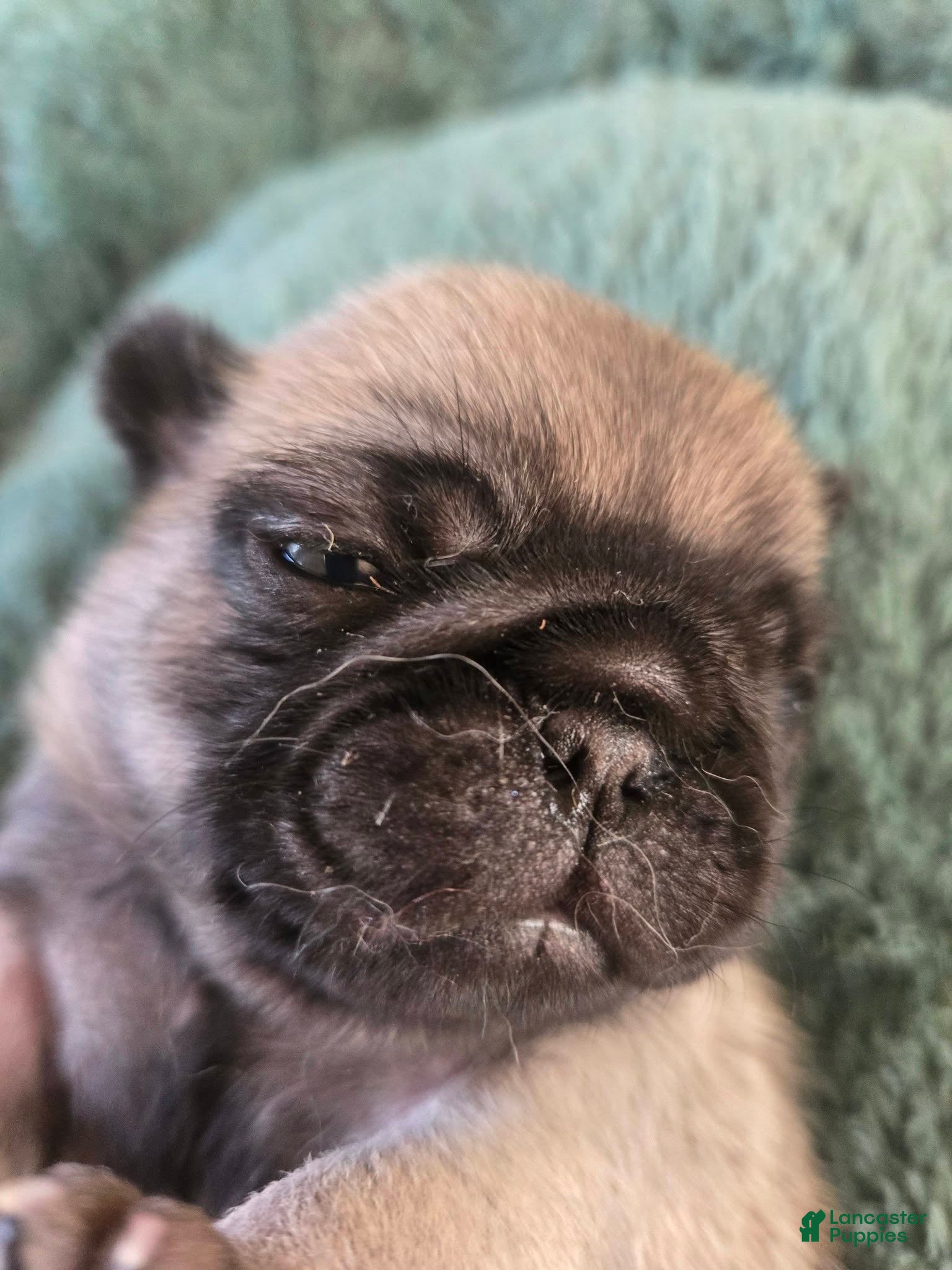 Pug dogs Pug Female 1 - Ad 1