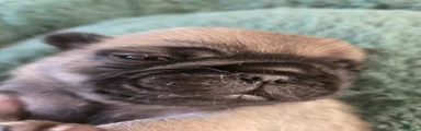 Pug Female 1