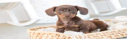 Dachshund dogs for sale: Espresso - Ad 4