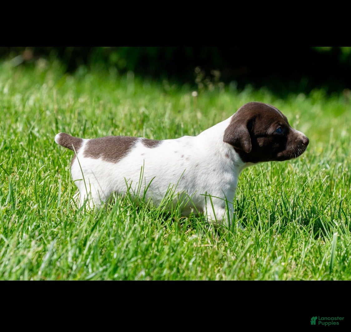 German Shorthaired Pointer dogs German Shorthaired Pointer 1 - Ad 34
