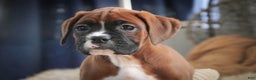 Boxer dogs for sale: Tracy - Ad 3