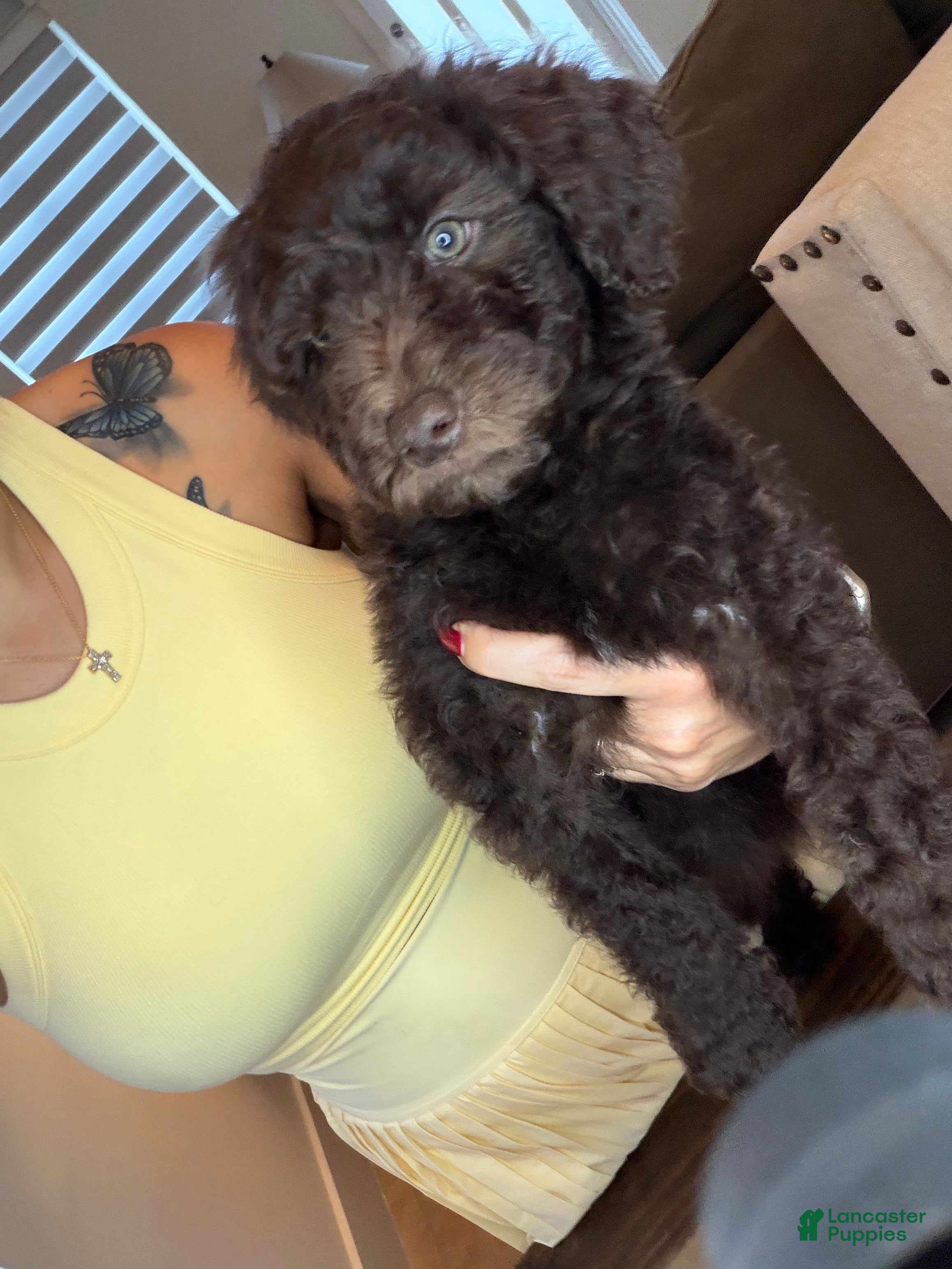 Goldendoodle dogs Goldendoodle Puppy 6 - Ad 2