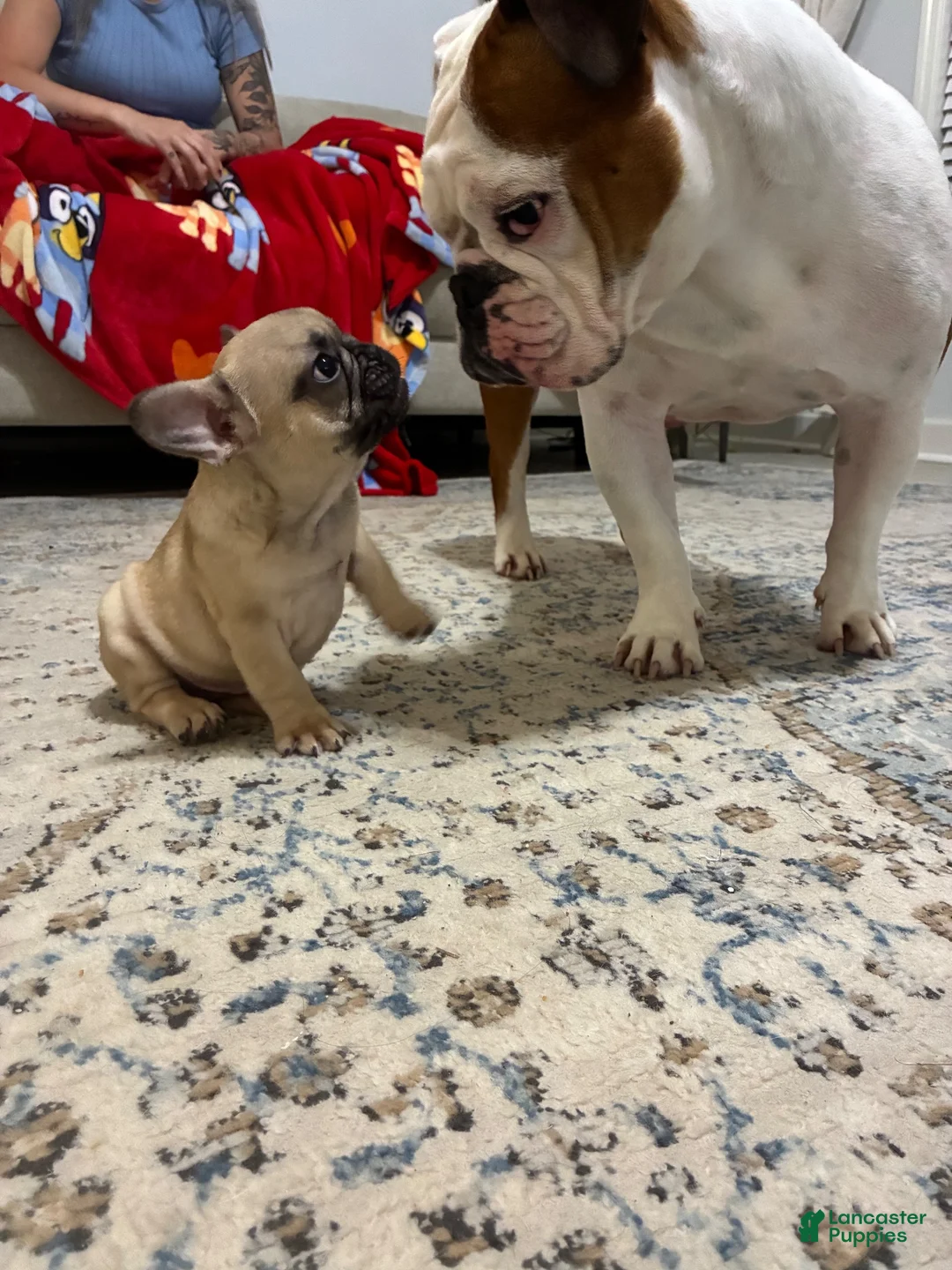 French Bulldog dogs for sale: French Bulldog 1 - Ad 3