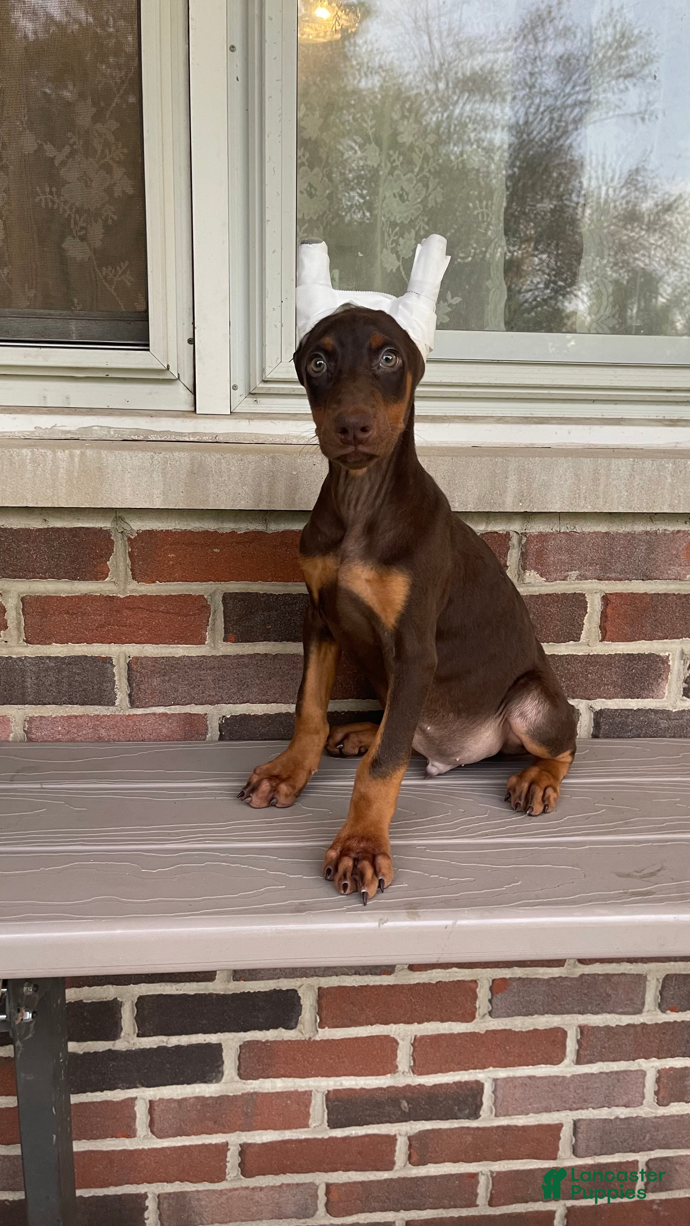 Doberman Pinscher dogs Beast - Ad 1