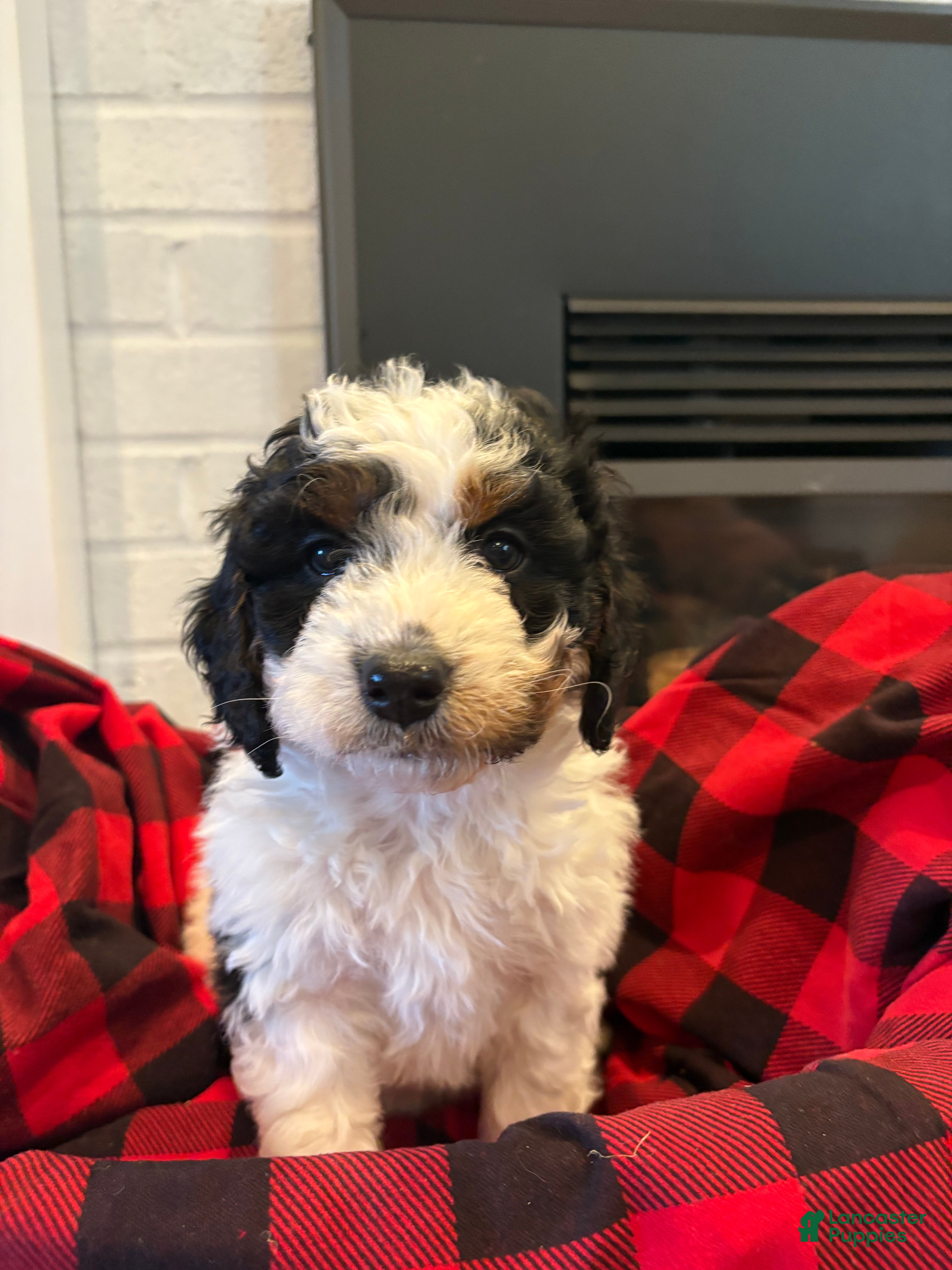 Mini Bernedoodle dogs Ivy - Ad 37