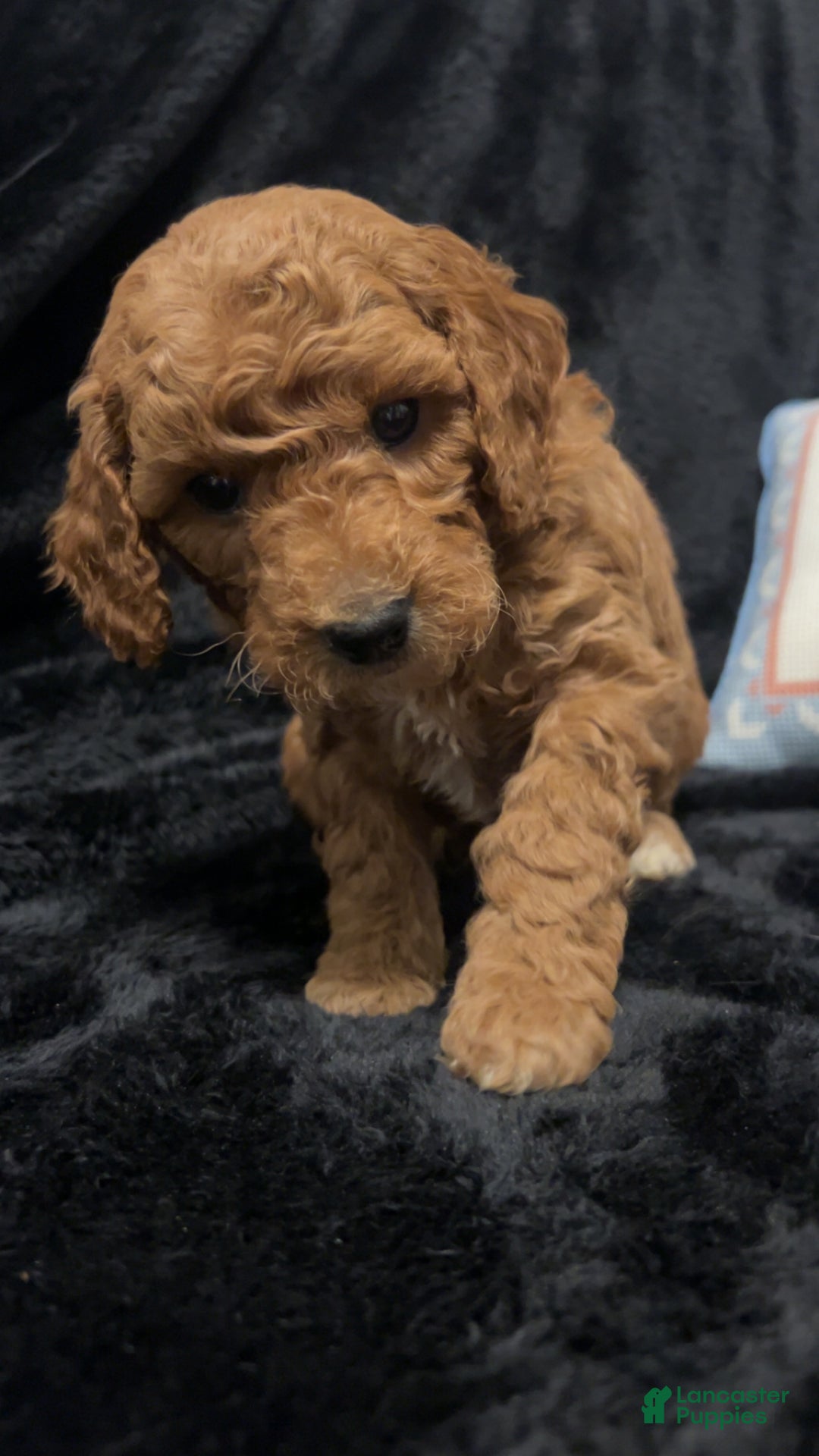 Mini Goldendoodle dogs for sale: Mr Egg Benedict - Ad 5