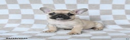 French Bulldog dogs for sale: Harley - Ad 1