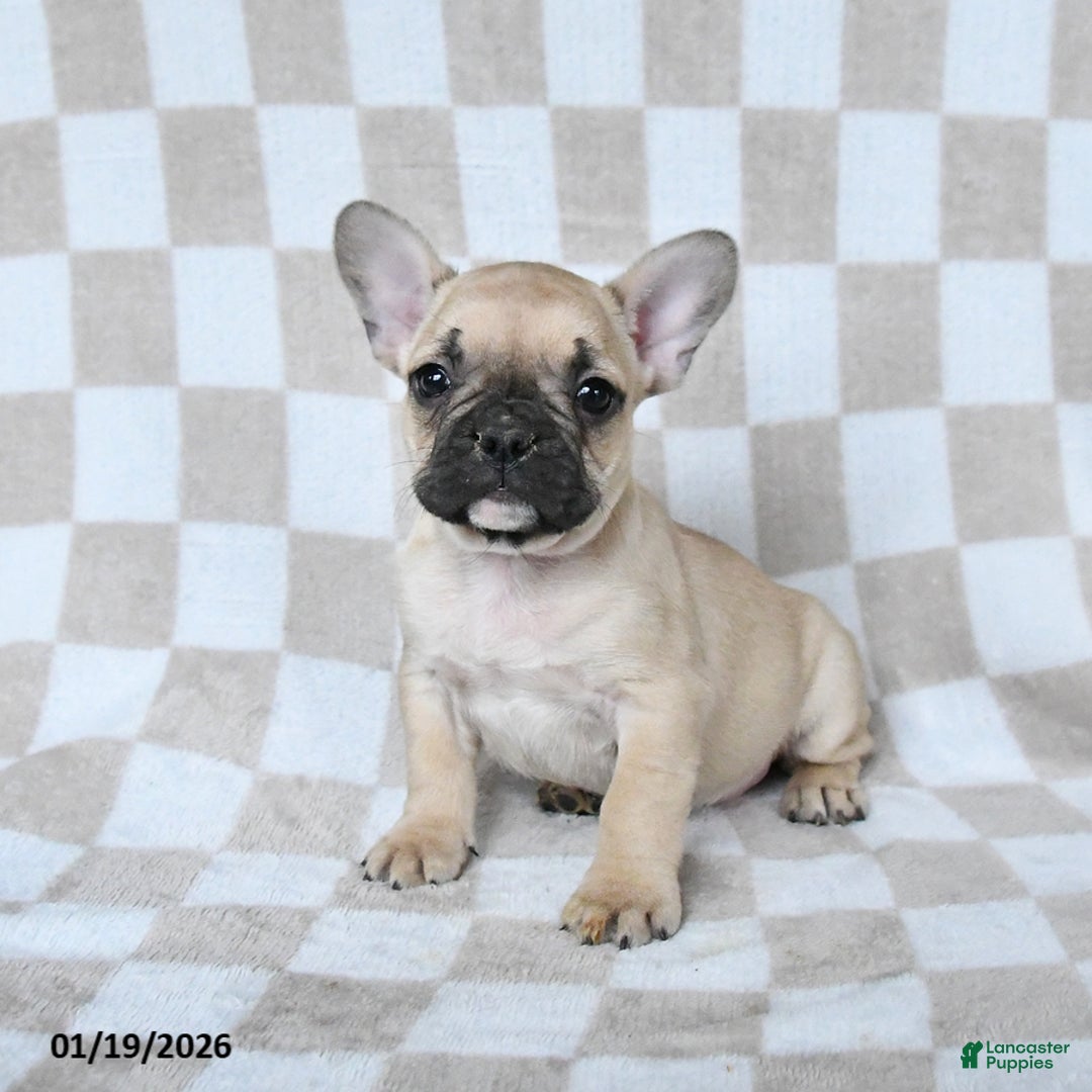 French Bulldog dogs for sale: Harley - Ad 1