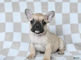 French Bulldog dogs Harley - Ad 12
