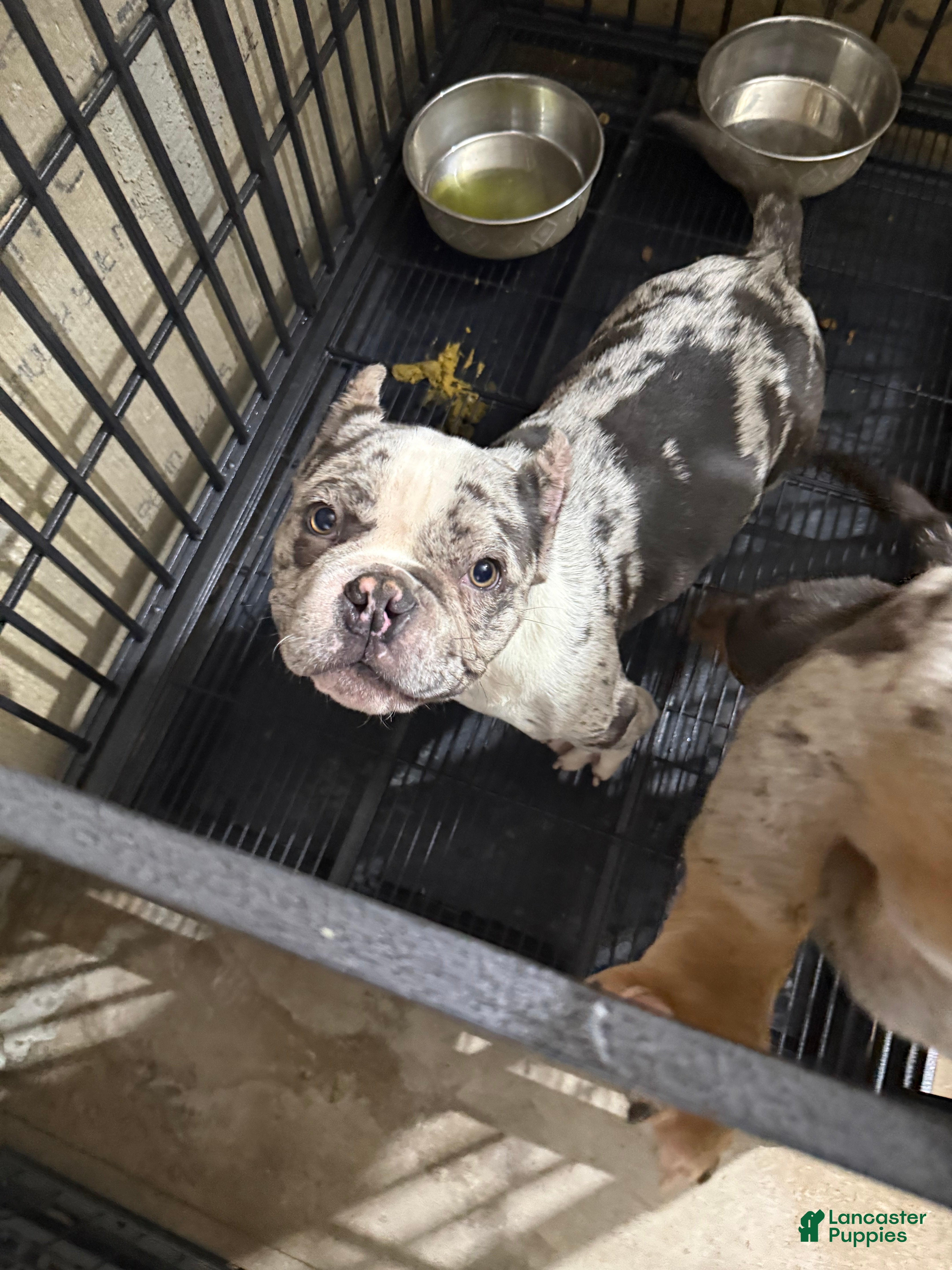 Mixed Breed dogs Mixed Breed Puppy 1 - Ad 15