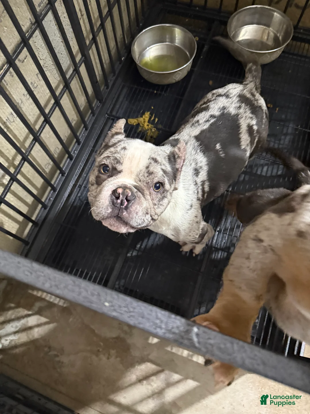 Mixed Breed dogs for sale: Mixed Breed Puppy 1 - Ad 1