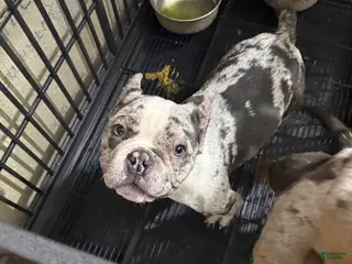 Mixed Breed dogs Mixed Breed Puppy 1 - Ad 15