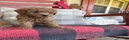 Mixed Breed dogs for sale: Taco - Ad 4