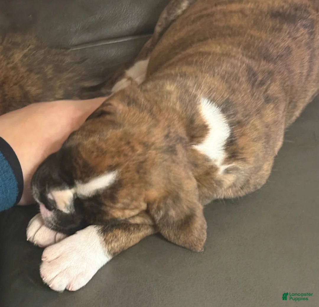 Boxer dogs for sale: Daisy - Ad 5