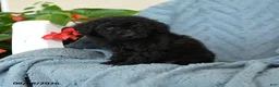Miniature Poodle dogs for sale: Little Kiwi  - Ad 1
