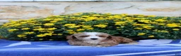 Pomeranian dogs for sale: Kyle - Ad 3