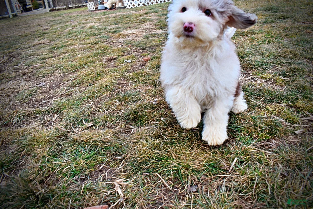 Havapoo dogs for sale: Wiggles - Ad 18