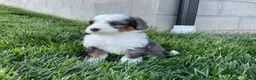 Mini Bernedoodle dogs for sale: Clara - Ad 3