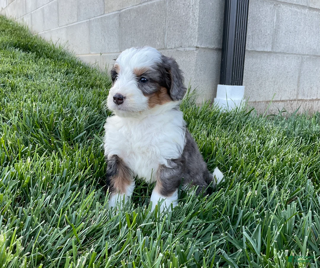 Mini Bernedoodle dogs for sale: Clara - Ad 3