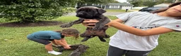 English Mastiff dogs for sale: speckle - Ad 5