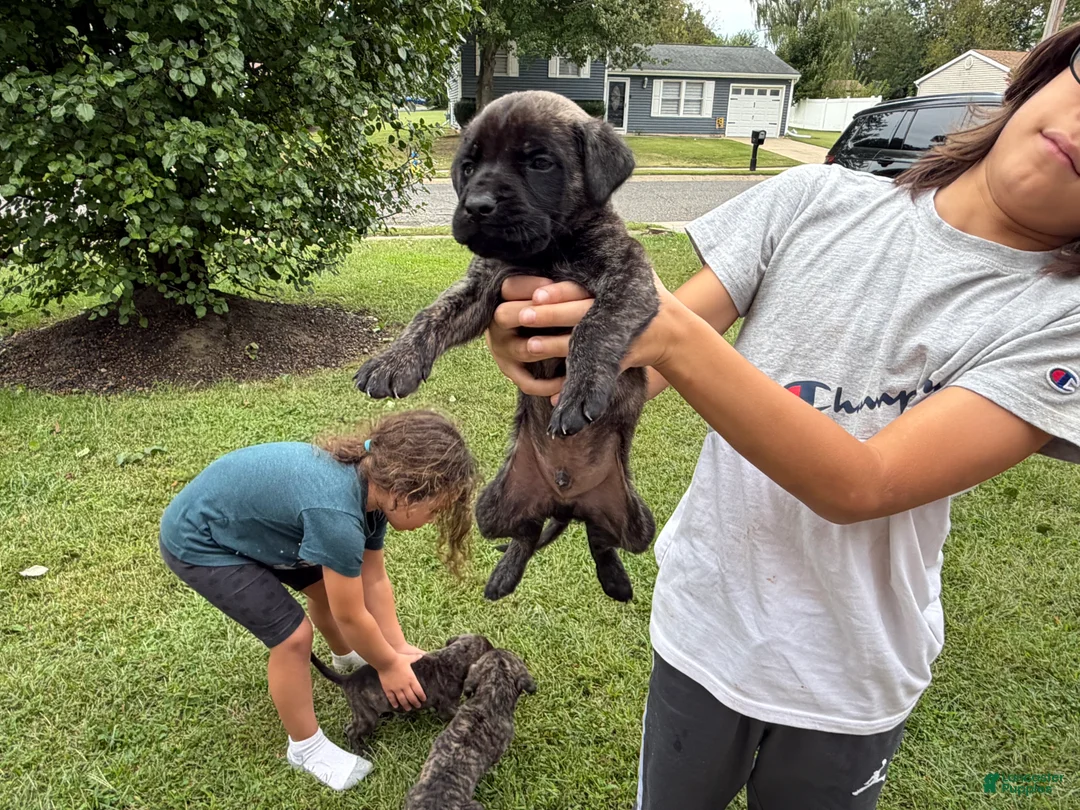 English Mastiff dogs for sale: Banshee  - Ad 8