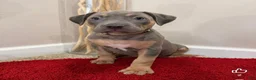 American Bully dogs for sale: American Bully Puppy 7 - Ad 9