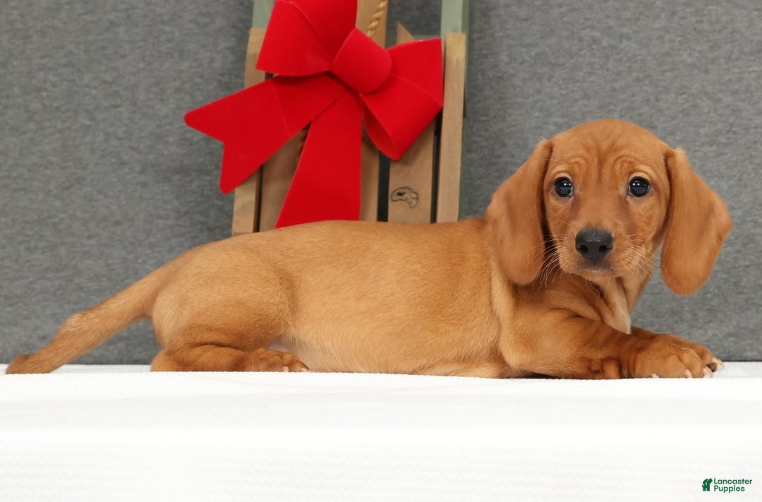 Miniature Dachshund dogs for sale: Gemini - Ad 3
