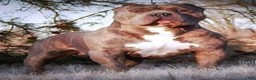 American Bully dogs for sale: American Bully Puppy 7 - Ad 12