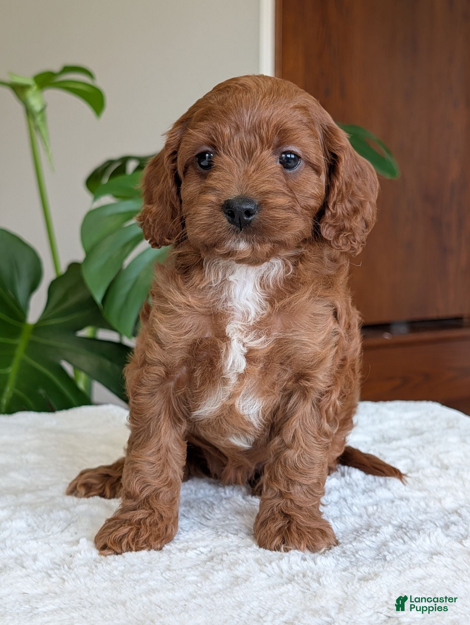Cavapoo dogs Ellie - Ad 1