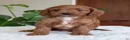 Cavapoo dogs for sale: Ellie - Ad 1