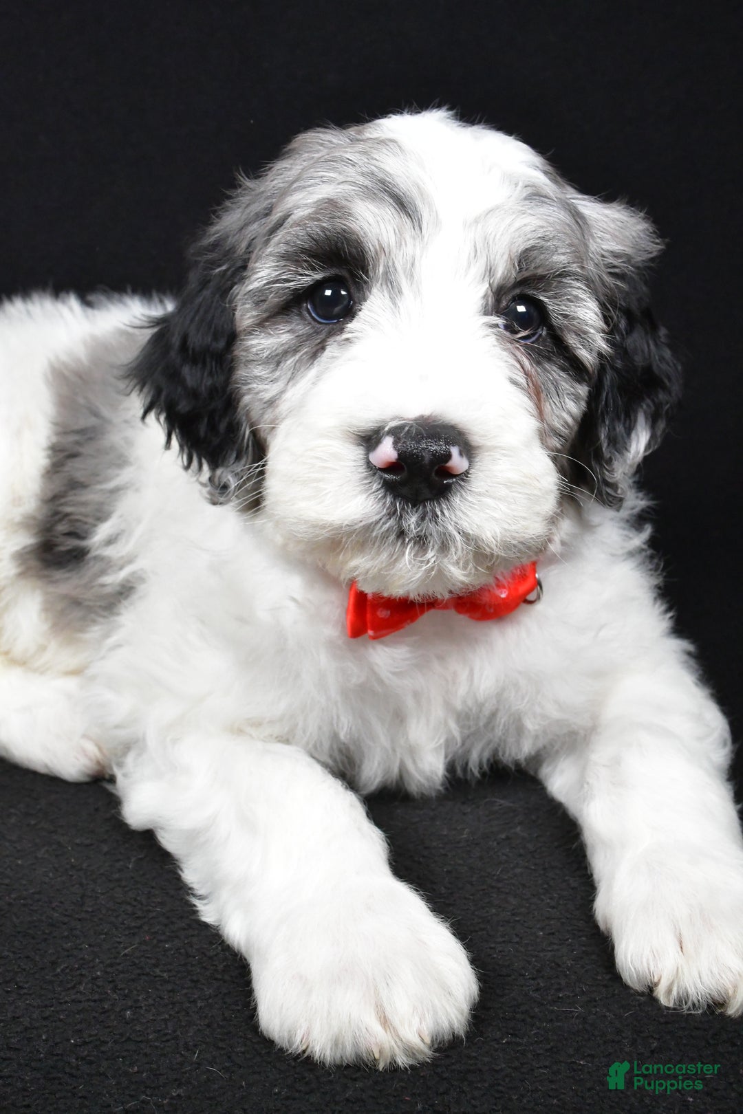 Sheepadoodle dogs for sale: Milo - Ad 5