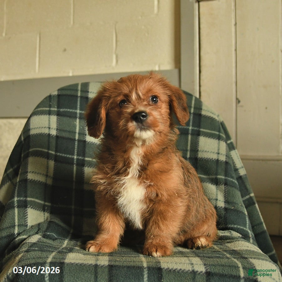 Mixed Breed dogs Duchess - Ad 1