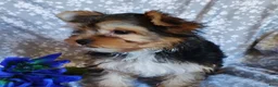 Yorkshire Terrier dogs for sale: Johnny - Ad 3