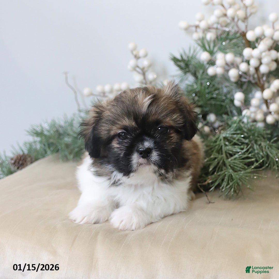 Shih Tzu dogs for sale: Felicity - Ad 3