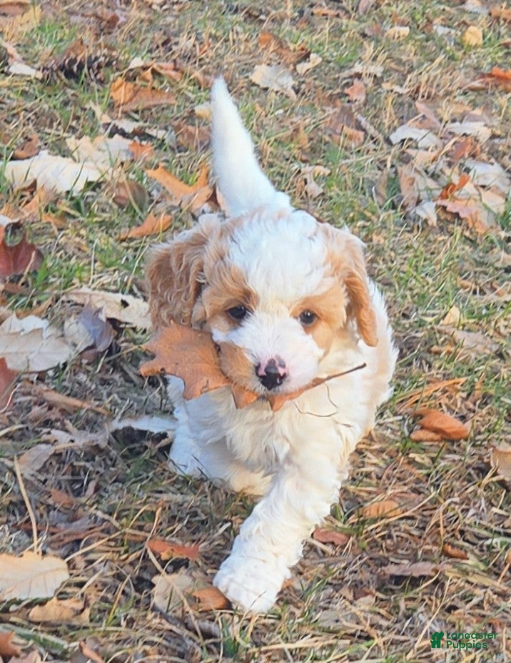 Cavapoo dogs Waffles - Ad 2