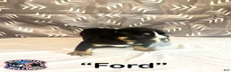 English Bulldog dogs for sale: English Bulldog Puppy - Ford - Ad 2
