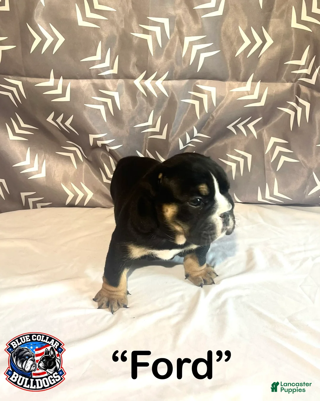 English Bulldog dogs for sale: English Bulldog Puppy - Ford - Ad 2