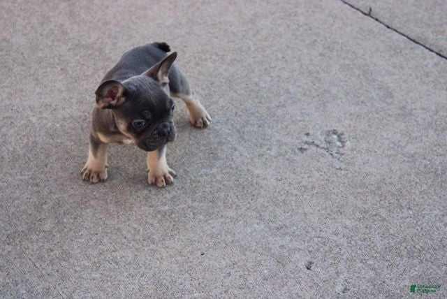 French Bulldog dogs Harry - Ad 2