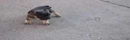 French Bulldog dogs for sale: Harry - Ad 2