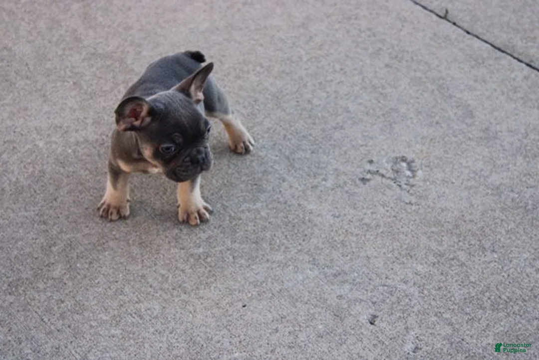 French Bulldog dogs for sale: Harry - Ad 2